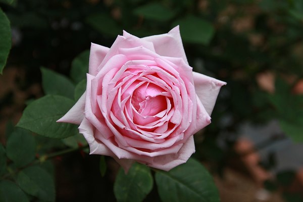 French Rose 