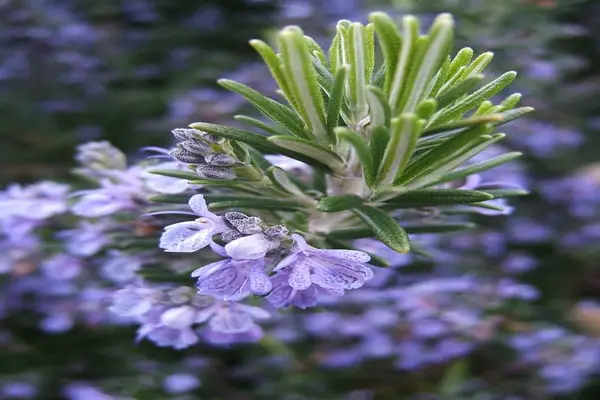 Rosemary flower