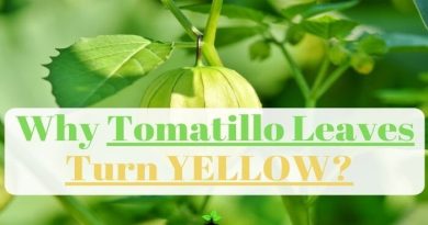 Tomatillo Leaves Turning Yellow