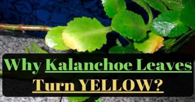 Kalanchoe Leaves Turn Yellow