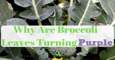 broccoli leaves turning purple
