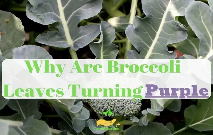 broccoli leaves turning purple