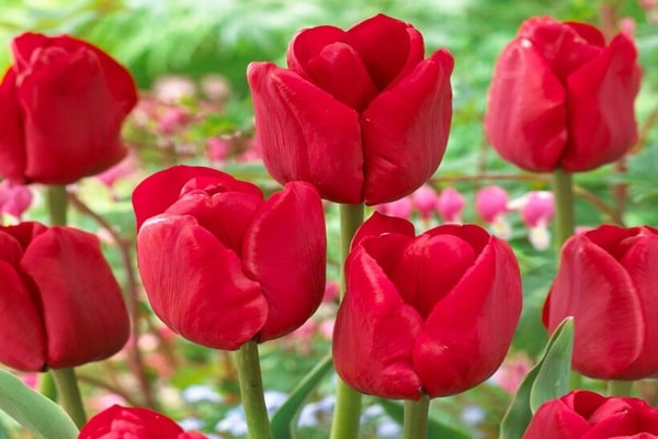 France tulip flowers