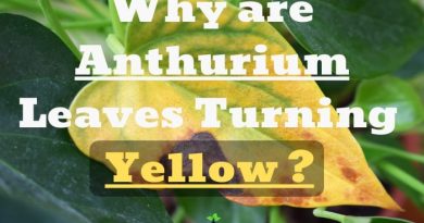 Anthurium Leaves Turning Yellow