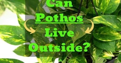 Can Pothos Live Outside