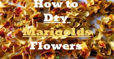How to Dry Marigolds