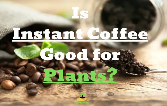 Is Coffee Good for Plants