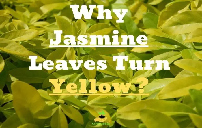 Jasmine Leaves Turning Yellow