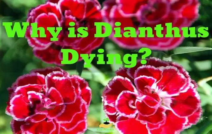 Dianthus is Dying