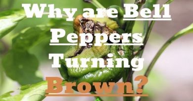 Bell Peppers Turning Brown