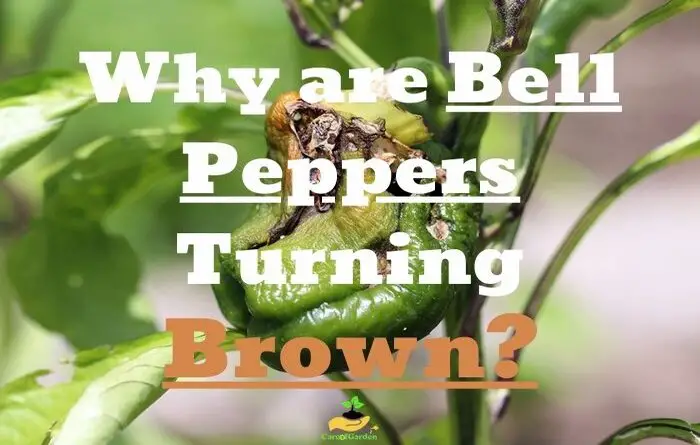 Bell Peppers Turning Brown