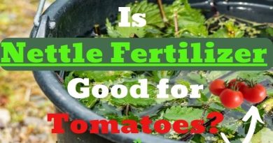 Nettle Fertilizer Good for Tomatoes