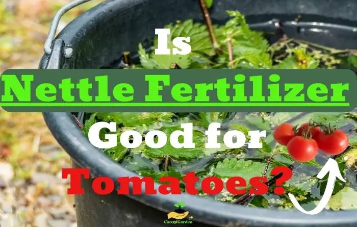 Nettle Fertilizer Good for Tomatoes