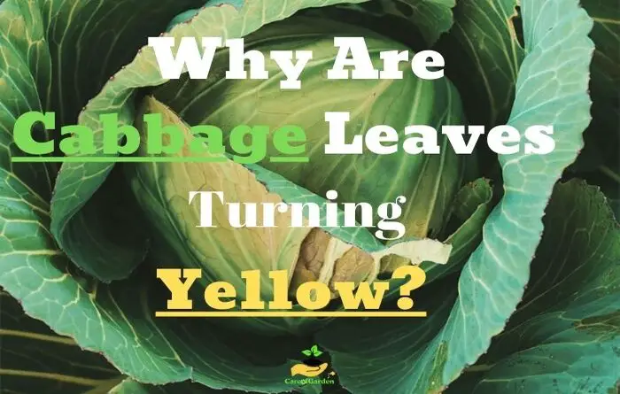 Cabbage Leaves Turning Yellow