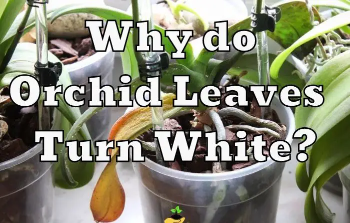 Orchid Leaves Turn White