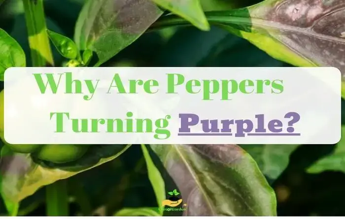 Why Did My Pepper Leaves Turn Purple – How to Fix(6 Reasons)  