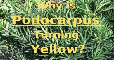 Podocarpus turning yellow