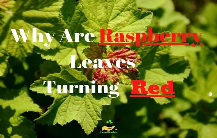 Raspberry Leaves Turn Red