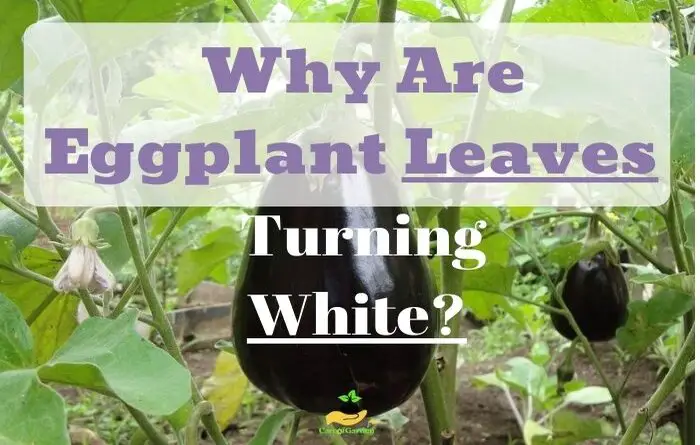 eggplant leaves turning white