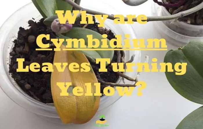 Cymbidium orchid Leaves Turning Yellow