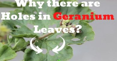 Holes in Geranium Leaves