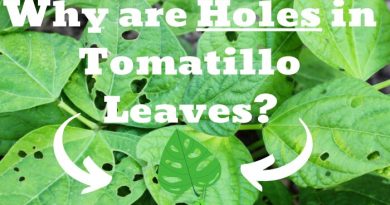 Holes in Tomatillo Leaves