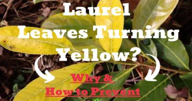 Laurel Leaves Turning Yellow