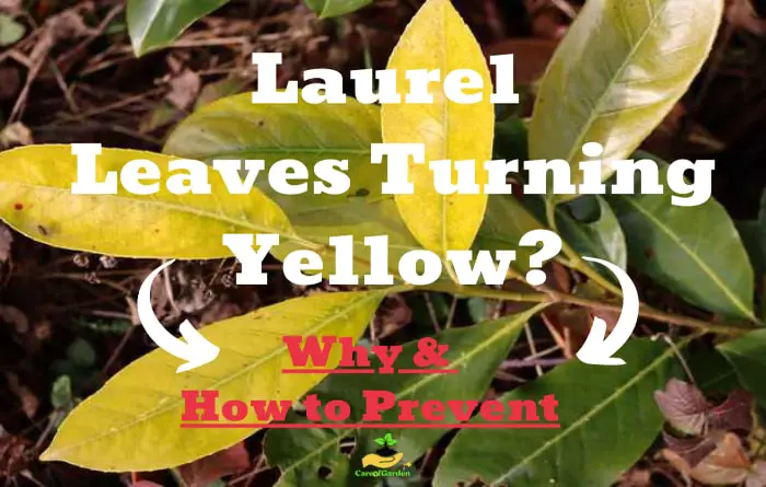 Laurel Leaves Turning Yellow