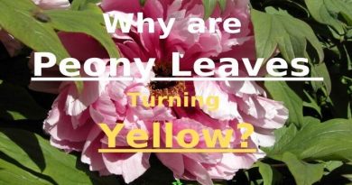 Peony Leaves Turning Yellow
