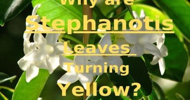 Stephanotis Leaves Turning Yellow