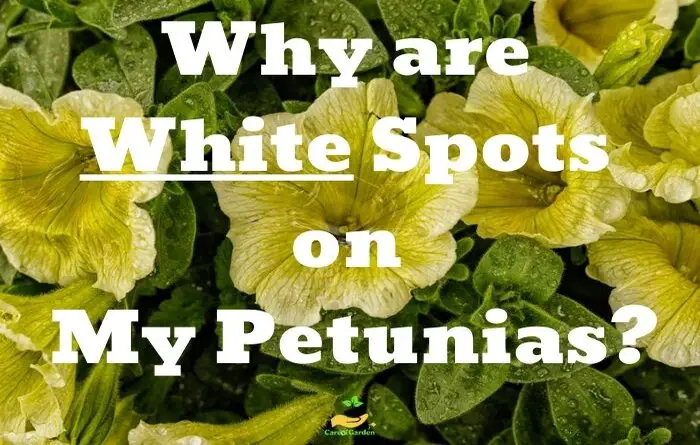 white spots on petunias