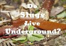 Slugs live Underground