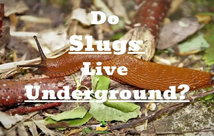 Slugs live Underground