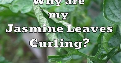 curled Jasmine Leaves