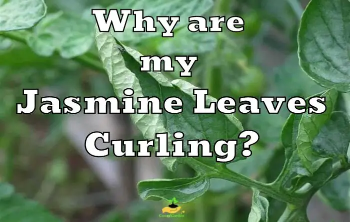 curled Jasmine Leaves