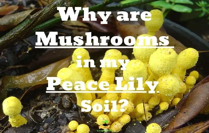 Mushrooms in Peace Lily Soil