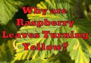 yellow leaves on raspberries