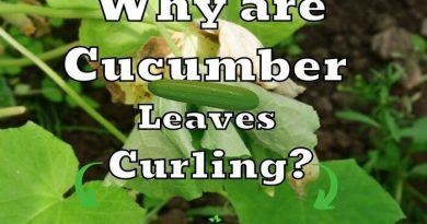 leaves curling on cucumbers