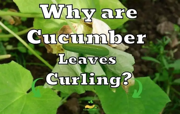 leaves curling on cucumbers