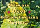 Beet Leaves Turning Yellow