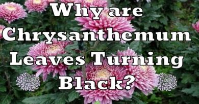 Chrysanthemum leaves turning black, black leaves on mums