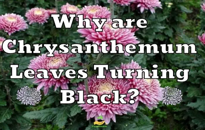 Chrysanthemum leaves turning black, black leaves on mums