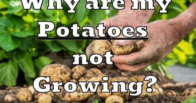 Potatoes not Growing