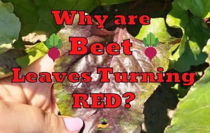 beet leaves turning red