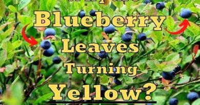 Blueberry Leaves Turning Yellow