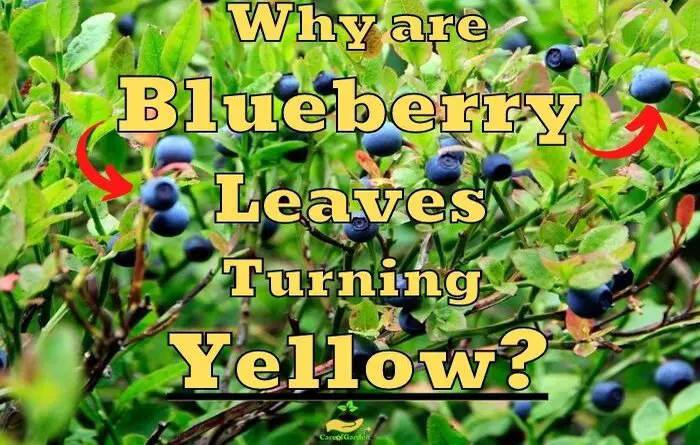 Blueberry Leaves Turning Yellow