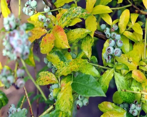 Blueberry Mosaic Virus