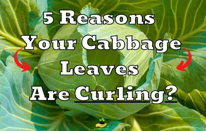 Cabbage Leaves Curling