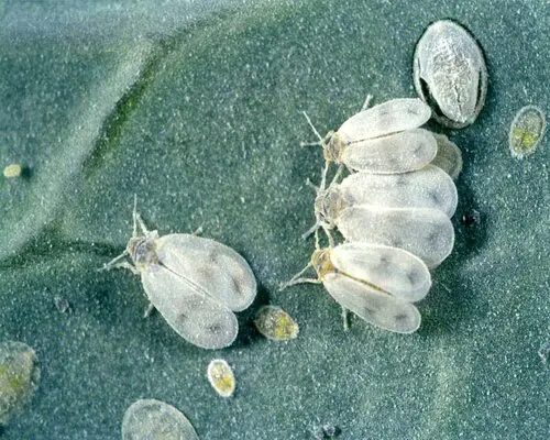 Cabbage Whitefly