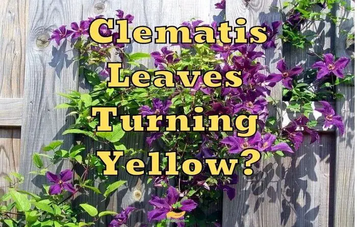 yellow leaves on clematis
